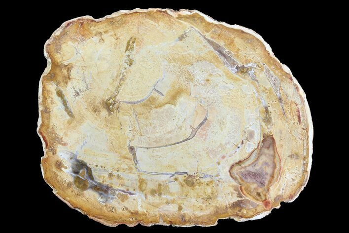 Petrified Wood (Araucaria) Slice - Madagascar #83222